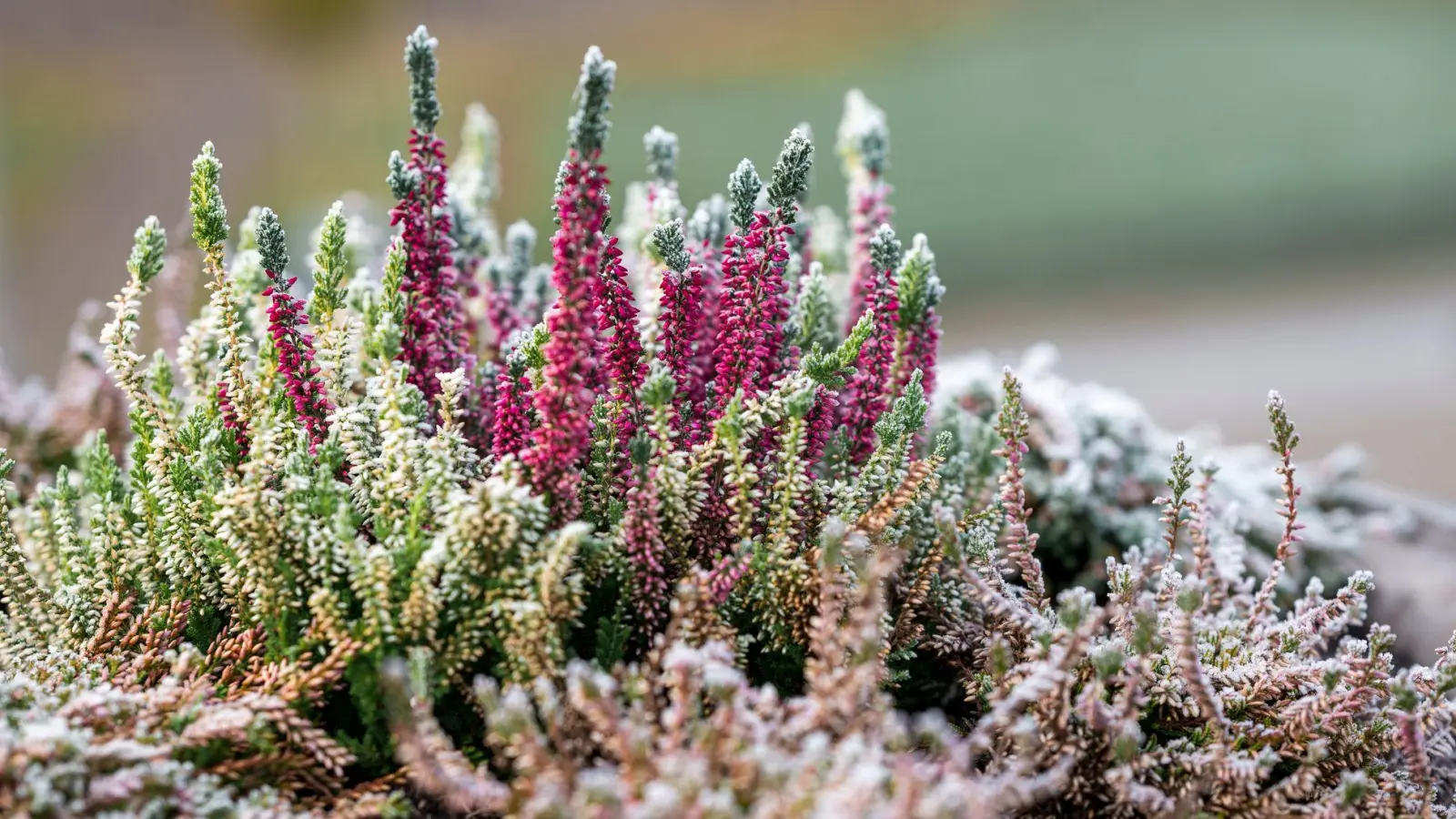 In der kommenden Woche könnte es verbreitet zu Bodenfrost kommen. (Symbolbild) (Foto: Daniel Vogl/dpa)