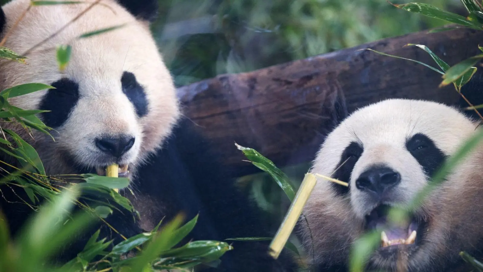 Pandabären ernähren sich am liebsten von Bambus. (Foto: Sebastian Gollnow/dpa)