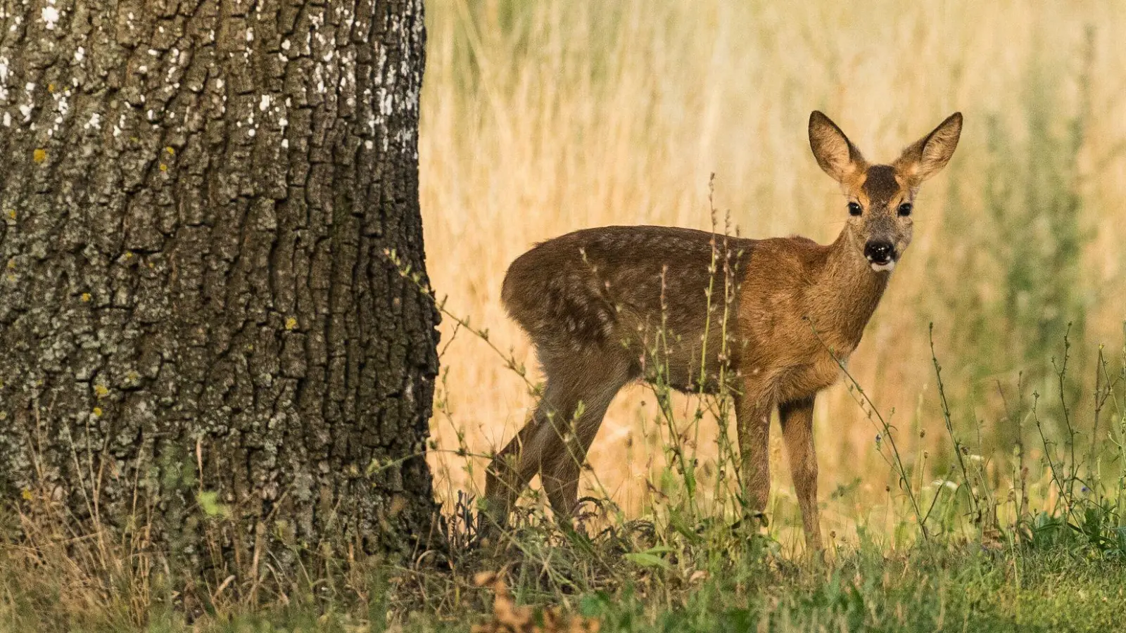 Rehe sind nicht nur hübsch anzusehen, sondern laden gerne auch gerne mal auf dem Teller. Doch ein Wilderer zwischen Herrieden und Wieseth nahm nach dem Erlegen eines solchen Tieres nur den Kopf mit.  (Symbolbild: Patrick Pleul/dpa/dpa-tmn)