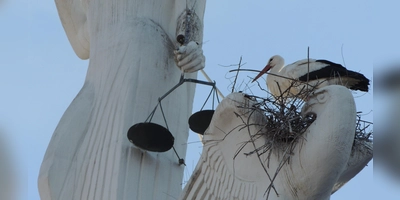 Von unten nach oben geschaut: Einen außergewöhnlichen Platz für sein Nest hat sich einer der Bad Windsheimer Störche herausgesucht.  (Foto: Nina Daebel)