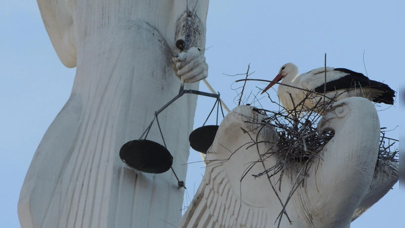 Von unten nach oben geschaut: Einen außergewöhnlichen Platz für sein Nest hat sich einer der Bad Windsheimer Störche herausgesucht.  (Foto: Nina Daebel)