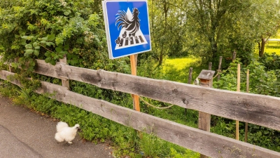 Huhn am Zebrastreifen: Badener in Kirchzarten baut Übergang für seine Tiere (Foto: Philipp von Ditfurth/dpa)