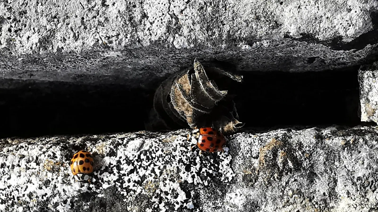 Es krabbelt - gesehen in Rothenburg (Foto: Klaus Zerkowski )