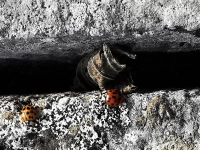 Es krabbelt - gesehen in Rothenburg (Foto: Klaus Zerkowski )