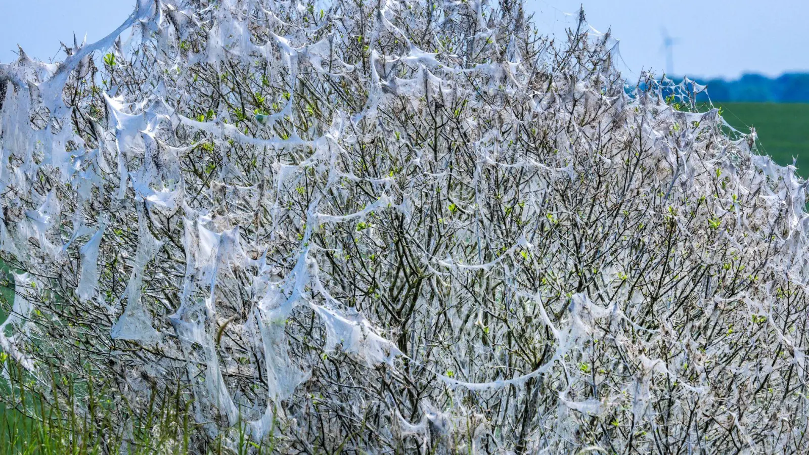 Die Gespinste sehen gruselig aus, sind aber ungefährlich. (Archivfoto) (Foto: Jens Büttner/dpa)