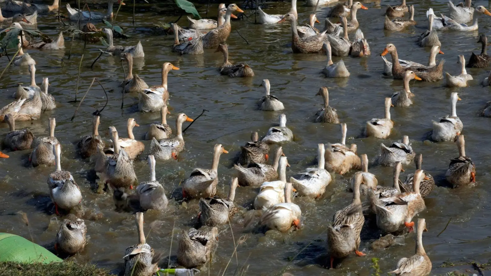 Derzeit grassiert die größte jemals dokumentierte Vogelgrippewelle, die vor allem bei Wasservögeln wie Enten auftritt. (Foto: Heng Sinith/AP/dpa)