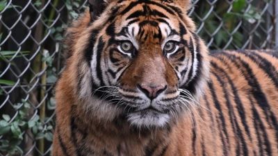 Sumatra-Tiger sind vom Aussterben bedroht. (Archivbild) (Foto: Arne Dedert/dpa)