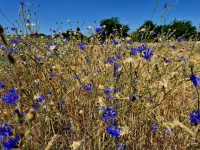Sommer in Blau - gesehen bei Ipsheim. (Foto: Ernst Ripka)