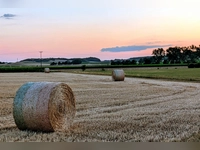 Rollenverteilung - gesehen bei Kaubenheim (Foto: Uschi Wendel)