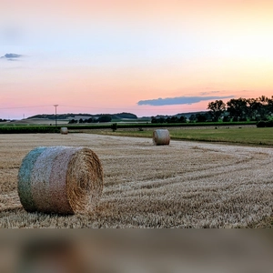 Rollenverteilung - gesehen bei Kaubenheim (Foto: Uschi Wendel)