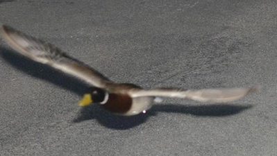 Stockenten können mit bis zu 100 km/h fliegen. (Foto: -/Gemeinde Köniz/dpa)
