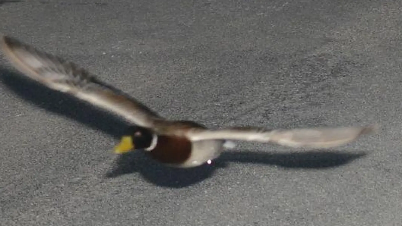 Stockenten können mit bis zu 100 km/h fliegen. (Foto: -/Gemeinde Köniz/dpa)