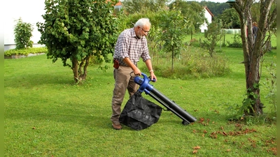 Die Temperaturen in Bayern werden kühler und die ersten bunten Blätter fallen von den Bäumen. Viele Gartenbesitzerinnen und -besitzer greifen jetzt zu Laubbläsern oder -saugern, um das herabfallende Laub zu beseitigen. (Foto:  Heinz Tuschl/LBV Bildarchiv)