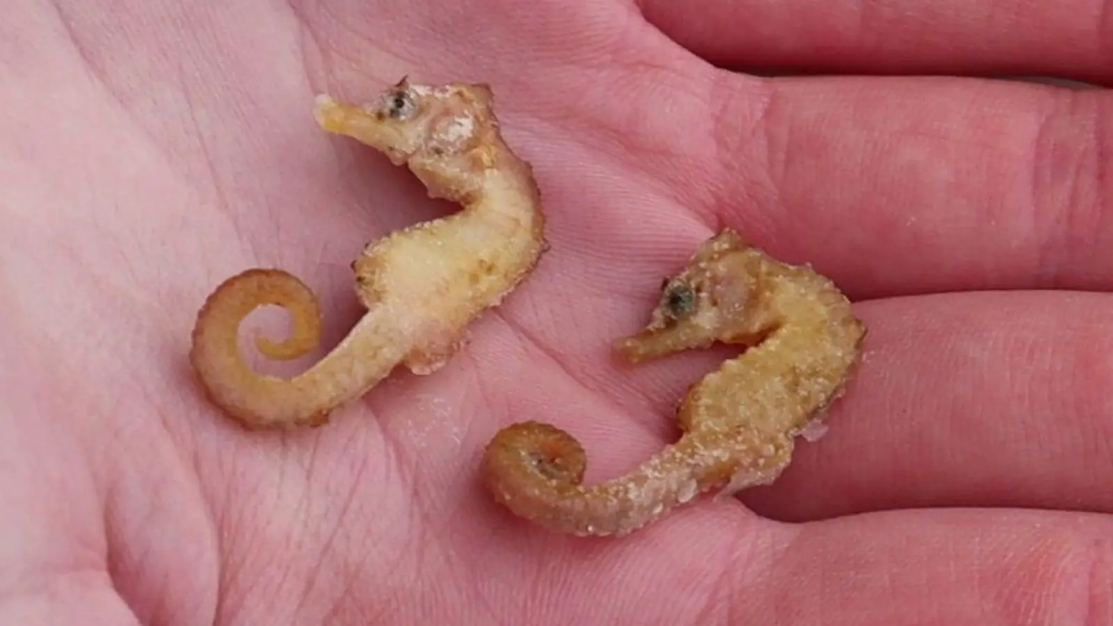 Diese zwei Kurzschnäuzigen Seepferdchen („Hippocampus hippocampus“) wurden auf Wangerooge gefunden. (Foto: Peter Kuchenbuch-Hanken/dpa)