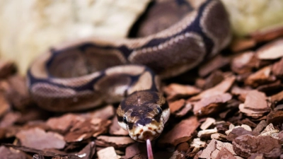 Königspythons (Python regius) sind eine geschützte Art. (Archivbild) (Foto: Christian Charisius/dpa)