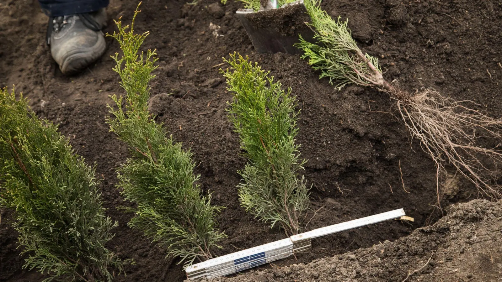 Der Herbst ist eine gute Zeit, um eine neue Hecke zu pflanzen. Der richtige Abstand zwischen den Wurzelballen ist dabei entscheidend. (Foto: Christin Klose/dpa-tmn)