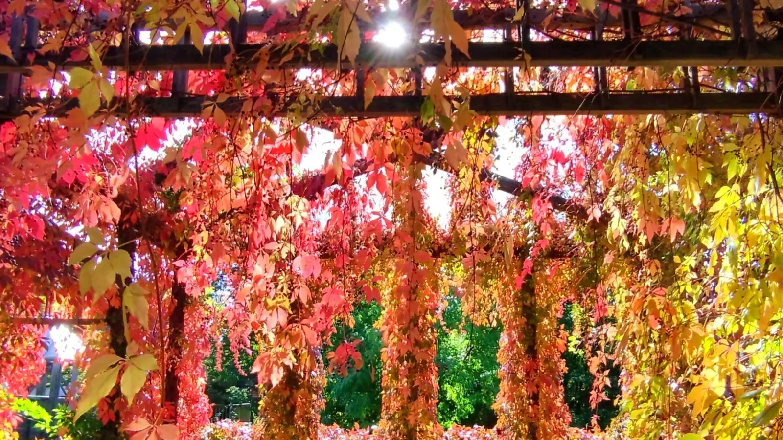 Herbstliches Farbenspiel im Pavillon - gesehen in Dinkelsbühl. (Foto: Christina Schöllhammer)