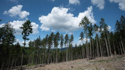 Trockene Bäume liegen in einer kahlen Stelle im Wald. (Foto: Sebastian Gollnow/dpa/Symbolbild)