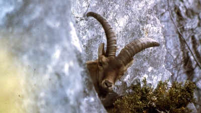 Ausgestorben: Der Pyrenäensteinbock konnte mithilfe von Gentechnik kurzzeitig wiederauferstehen. (Foto: B. Clos/Parc national des Pyrénées/dpa)