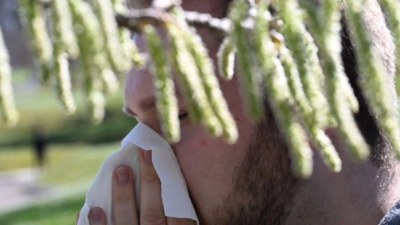 Birkenpollen sind nun auf dem Saisonhöhepunkt. (Symbolbild) (Foto: Bernd Weißbrod/dpa)