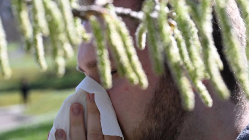 Birkenpollen sind nun auf dem Saisonhöhepunkt. (Symbolbild) (Foto: Bernd Weißbrod/dpa)