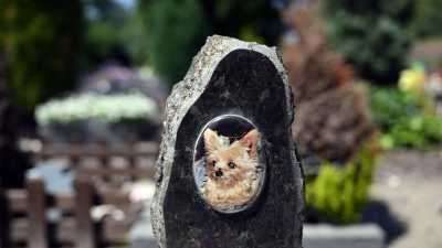 Auf einem Tierfriedhof liegen viele geliebte Haustiere begraben. (Foto: Soeren Stache/dpa)