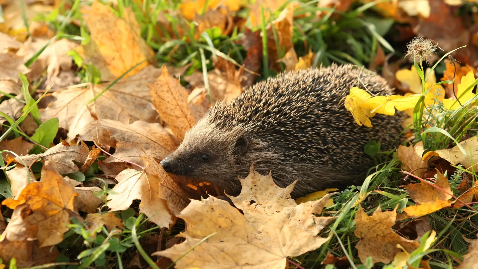 Wer die heruntergefallenen Blätter und Äste auf dem Boden verrotten lässt, bietet Tieren wie dem Igel im Herbst einen sicheren Platz zum Überwintern.  (Foto: Tunka Zdenek/LBV Bildarchiv)