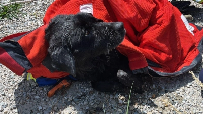 Feuerwehr und Wasserwacht retteten die Hündin Mia aus dem Innkanal.  (Foto: Feuerwehr Tögung/Feuerwehr Tögung /dpa)