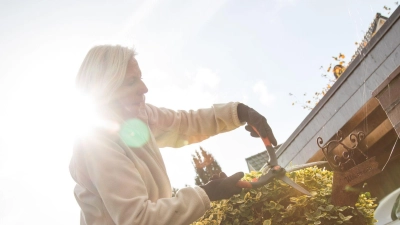 Hecken sollten erst im Herbst geschnitten werden, wenn das Wachstum abgeschlossen ist – für saubere Konturen in den Wintermonaten. (Foto: Christin Klose/dpa-tmn)