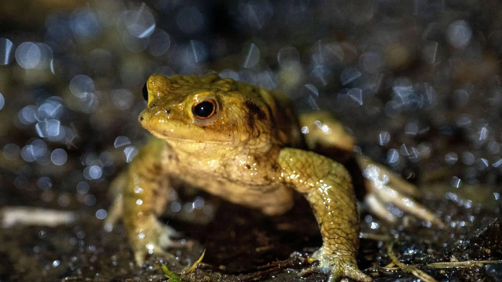 Ehrenamtliche Helfer bringen Frösche und Lurche über die Straße. (Symbolbild) (Foto: Pia Bayer/dpa)