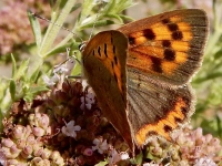 Farbtupfer auf dem Brett - gesehen in Illenschwang (Foto: Dietmar Eder)