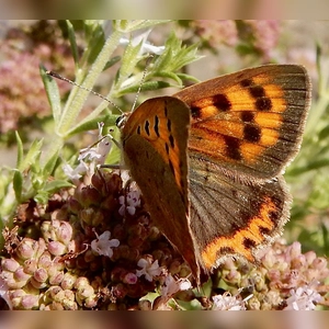Farbtupfer auf dem Brett - gesehen in Illenschwang (Foto: Dietmar Eder)