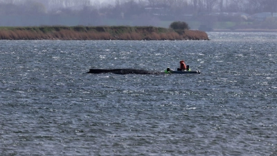 Auch in der Nacht beobachtete die Polizei den Buckelwal weiter. (Archivbild)  (Foto: Marcus Golejewski/dpa)