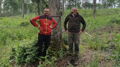 Uwe Reißenweber (links) und Sven Finnberg von der ANW in Bad Windsheims Mittelwald. (Foto: Anna Franck)