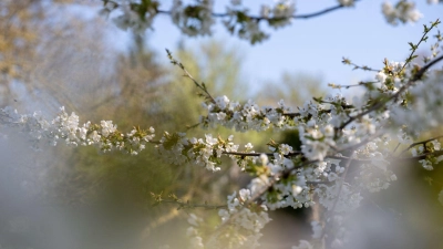 Die höchsten Temperaturen erwartet der Deutsche Wetterdienst mit bis zu 19 Grad am Untermain. (Archiv) (Foto: Pia Bayer/dpa)