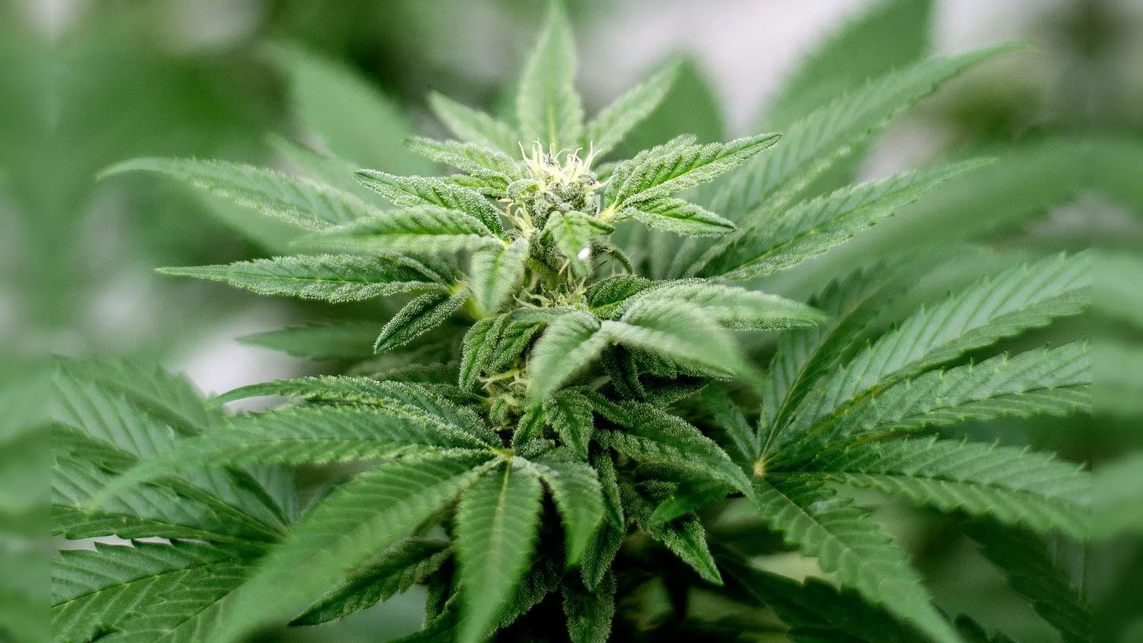 Privater Cannabis-Anbau ist seit dem 1. April legal. (Foto: Matt Masin/Zuma Press/dpa)