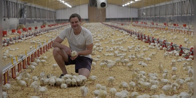 Landwirt Stefan Dietrich im Kükenstall: Für ein gesundes Wachstum brauchen die jungen Hühnchen in den ersten Wochen viel Wärme, denn der Flaum bietet noch keinen ausreichenden Schutz, und gutes Futter. (Foto: FAN-Kunstanstalt)