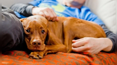 Im Kontakt mit Tieren schüttet unser Körper Oxytocin aus. Dieser Effekt kommt tiergestützten Therapien zugute.  (Foto: Monique Wüstenhagen/dpa-tmn)