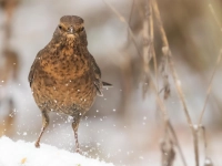 Kalte Füße? - gesehen bei Kleinerlbach (Foto: Herbert Nitsche)