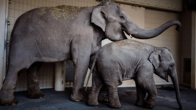 Rani und Savani haben in der neuen Elefantengruppe im Tierpark Hellabrunn bereits Zuspruch gefunden. (Foto: Jan Saurer/Tierpark Hellabrunn /dpa)