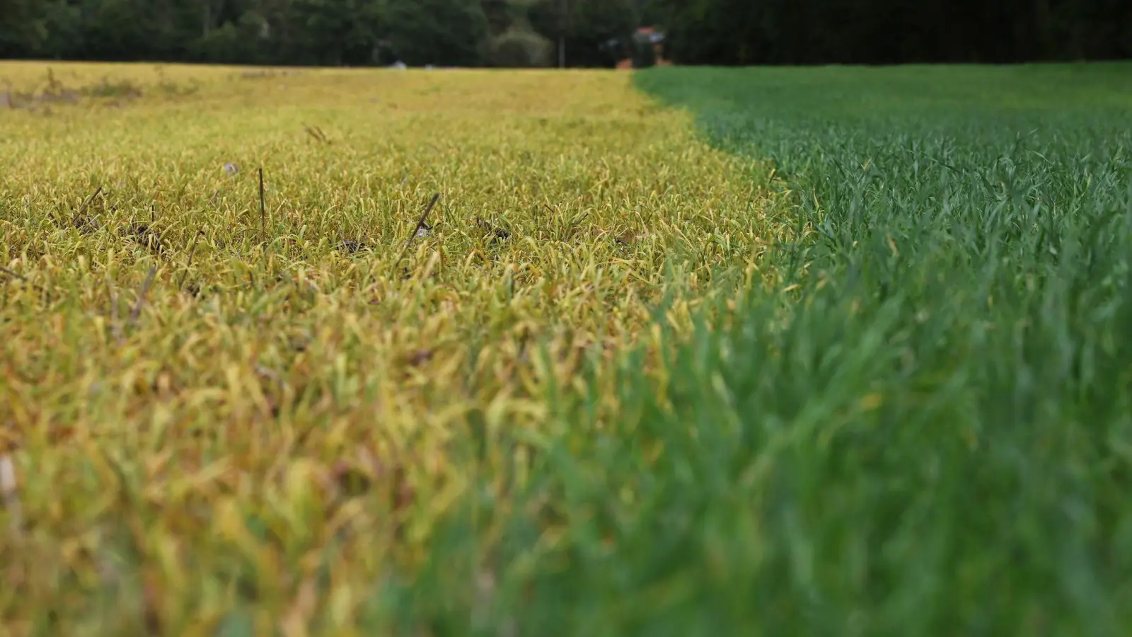 Auf die frischen grünen Blätter wurde ein Totalherbizid mit dem Wirkstoff Glyphosat ausgebracht. Dadurch sterben die grünen Pflanzen ab (links) und verfärben ihre Blätter charakteristisch gelb. (Foto: Axel Seidemann/dpa)