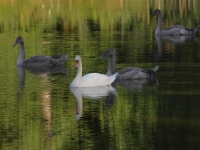Grüngold - gesehen bei Königshofen<br> (Foto: Kurt Kochler)