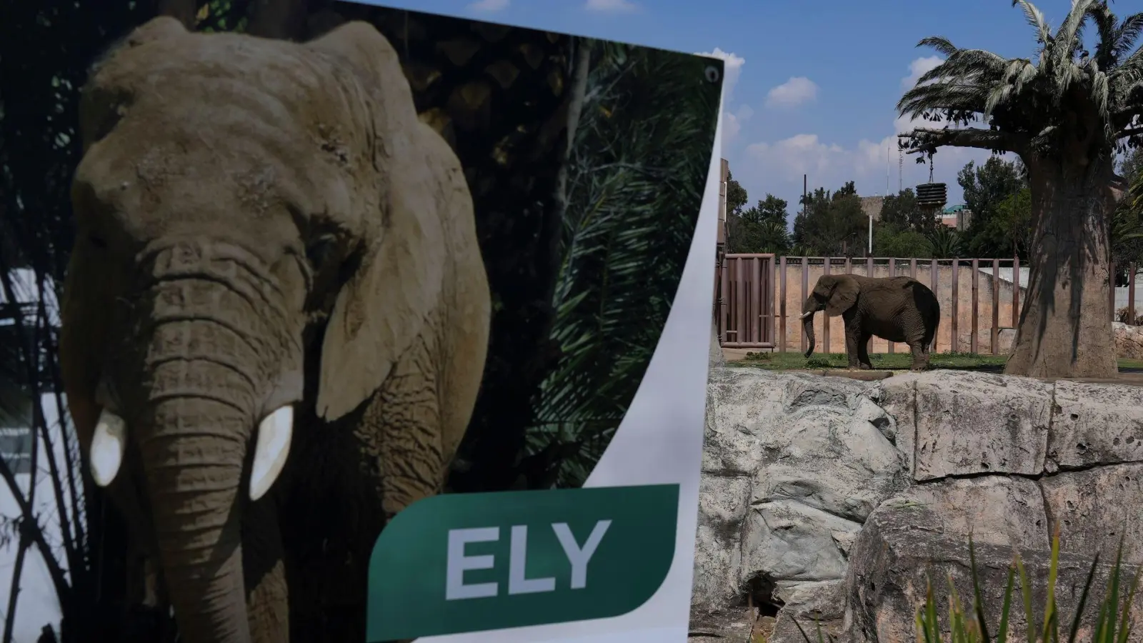 Die Elefantin Ely soll in Zukunft ein besseres Leben führen - wenn auch weiterhin im Zoo. (Archivbild)  (Foto: Marco Ugarte/AP/dpa)