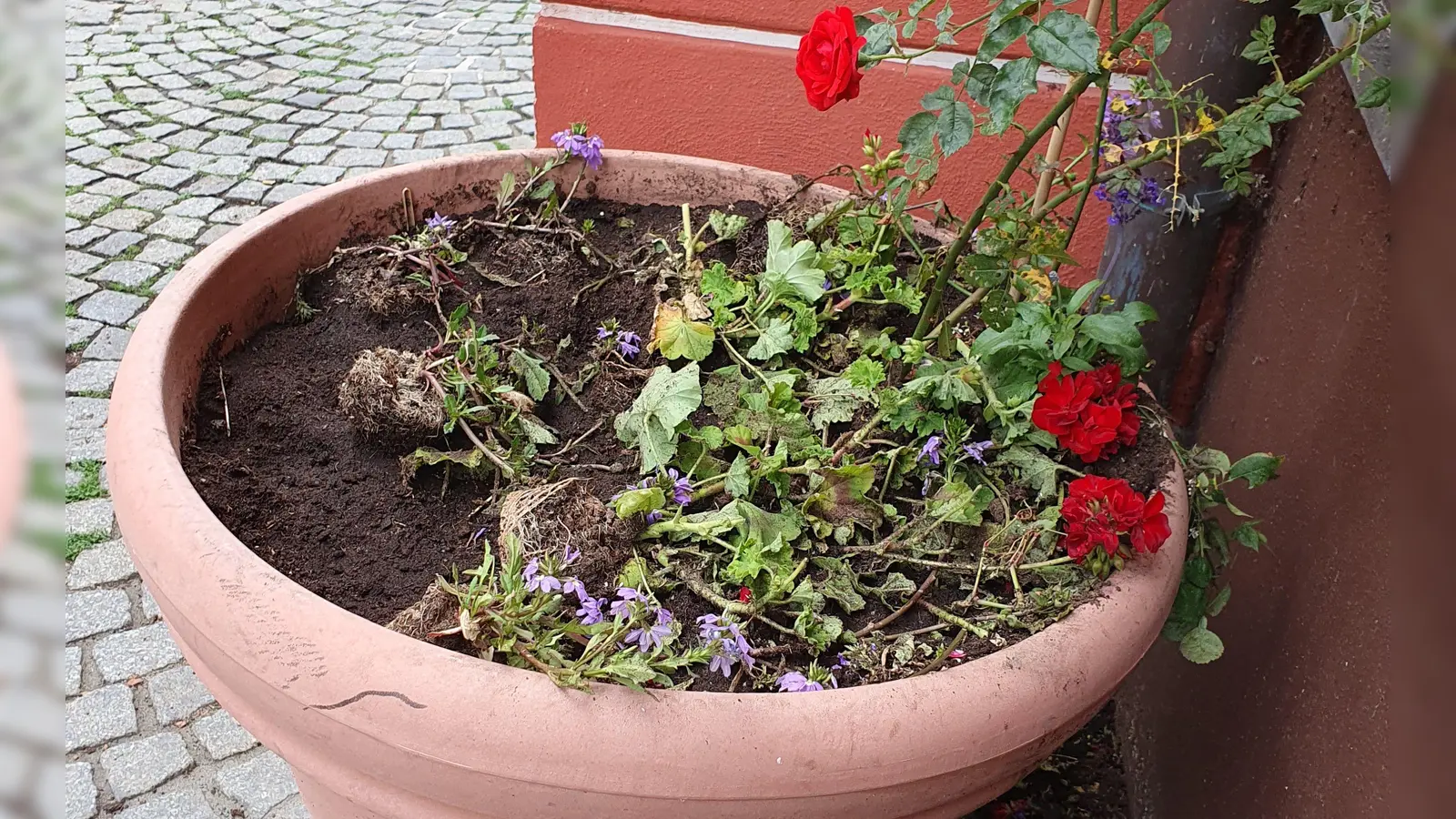 Hat ein Marder diesen Blumenkübel in der Bad Windsheimer Kegetstraße umgegraben? (Foto: Anna Franck)