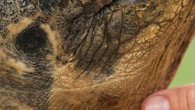 Mommy, eine fast 100 Jahre alte Galapagos-Schildkröte und Mutter von 16 Jungtieren in zwei Gelegen, streckt ihren Hals aus, während ein Mitarbeiter ihr Kinn in ihrem Gehege im Zoo von Philadelphia krault. (Foto: Matt Rourke/AP/dpa)