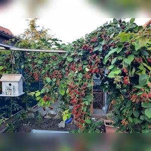 Von den großen Beeren - gesehen in Bad Windsheim (Foto: Anja Meder)