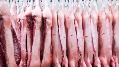 Wohl als Reaktion auf die von der EU angedrohten Strafzölle auf chinesische E-Autos hat China eine Anti-Dumpinguntersuchung gegen Schweinefleisch aus der EU angekündigt. (Foto: Christian Charisius/dpa)