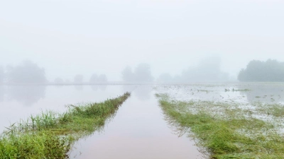 Finanzielle Einbußen durch das Hochwasser haben nicht nur Bauern, denen die Ernte ausgefallen ist, sondern auch Landwirte, die für ihre Produkte keine Abnehmer mehr finden. (Foto: Andreas Arnold/dpa)