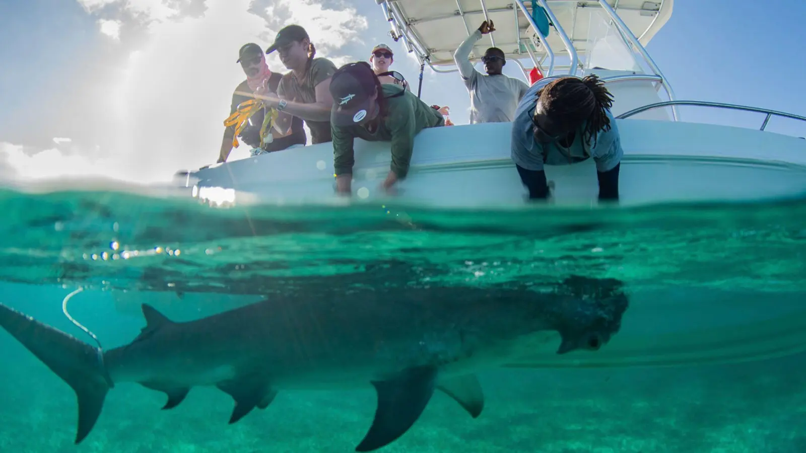 In den Gewässern der Bahamas gibt es für die Tiere reichlich Beute. (Foto: Gabby Lozada/eurekaalert.org/dpa)