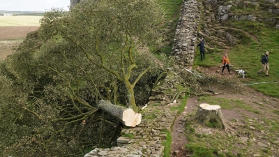 Der ikonische Baum war im September 2023 gefällt worden. (Archivbild) (Foto: Owen Humphreys/Press Association/dpa)